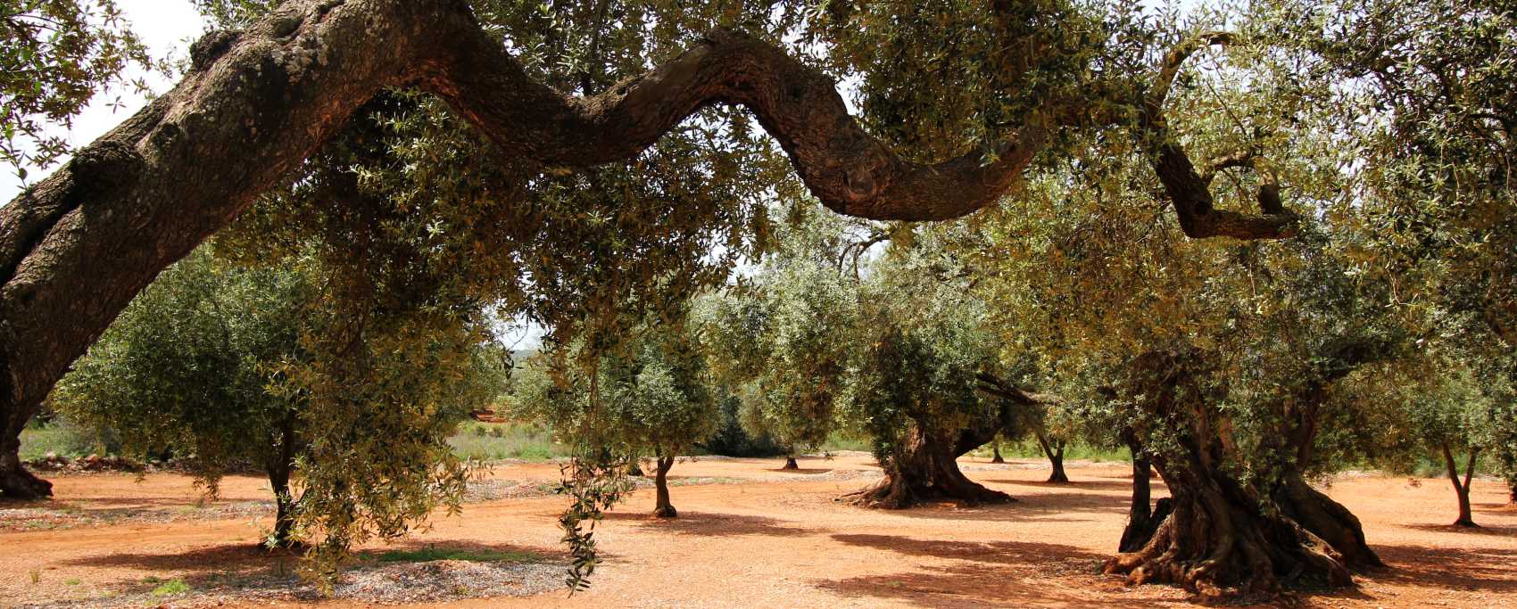 Olivo milenario en Canet lo Roig - Castelló