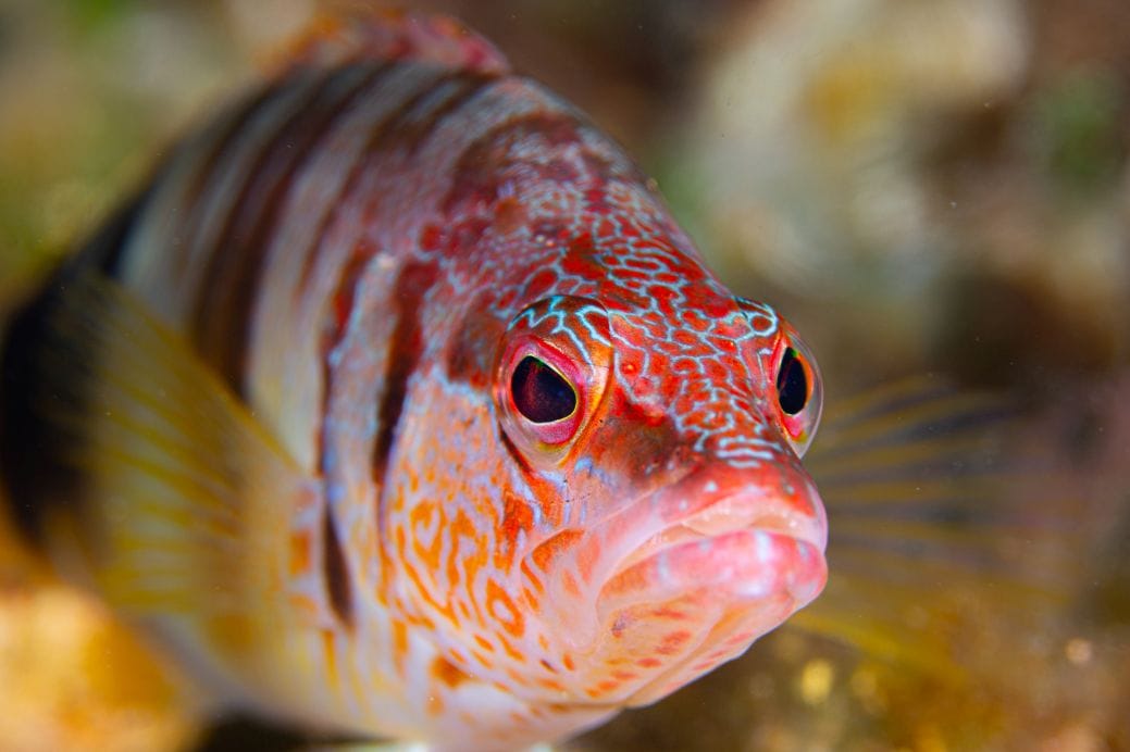 Serranus scriba en Benidorm