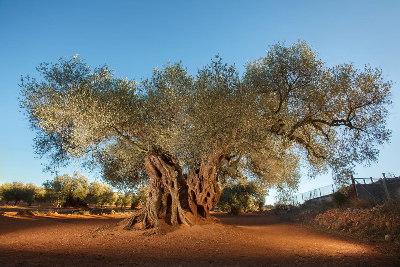 El Olivo - Canet lo Roig