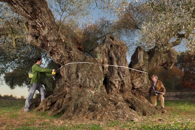 medición olivo sinfo
