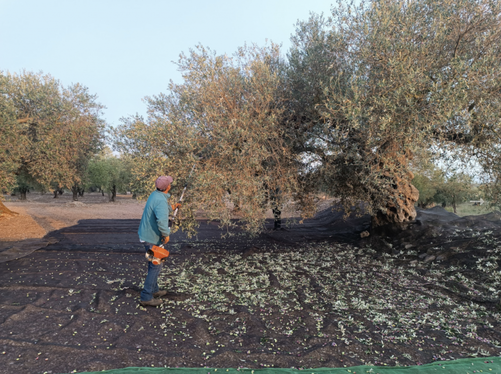 Foto hombre cosechando aceitunas