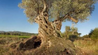 Olivo en Benicarló