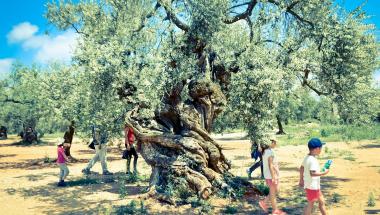 Itinerantur olivos