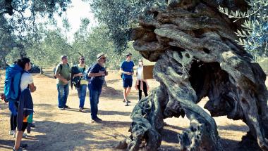 Itinerantu oliveres Fernando