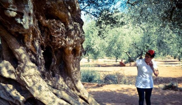 Olivos con Itinerantur