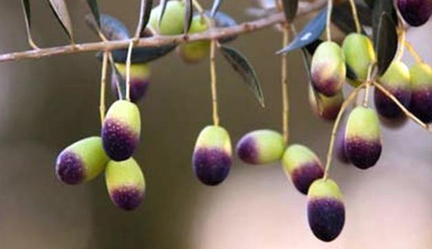 Aceitunas Olivos Milenarios Castellón