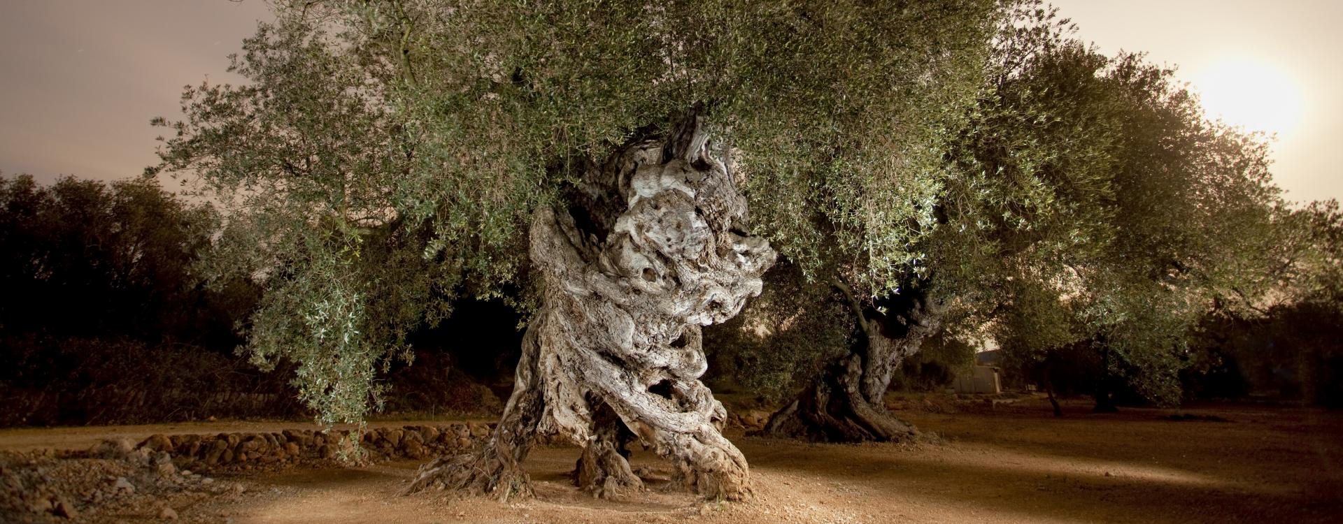 camp oliveres mil·lenàries